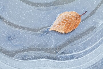 Frosty leaf on ice