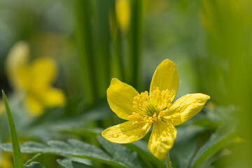 Yellow spring flower on a green background. Postcard, combination of yellow and green