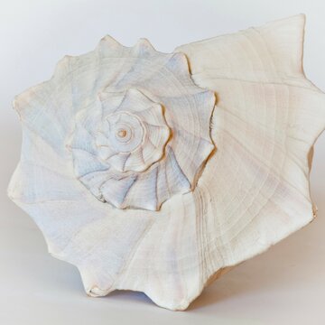 Sea Shell