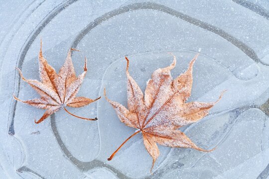 Frosty leaf on ice