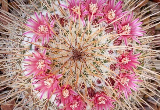 USA, Arizona, Tucson, Cactus at Bach's Cactus Nursery