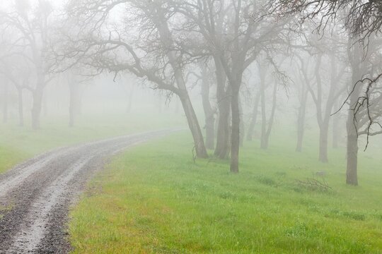 USA, California, Bullion Mountain, Mount Bullion, View of Oak Trees in Fog
