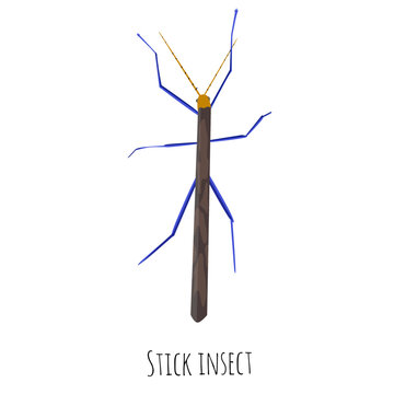 Stick insect or phasmids or ghost insects or walking sticks isolated on white. Stick-bugs engraved vector illustration