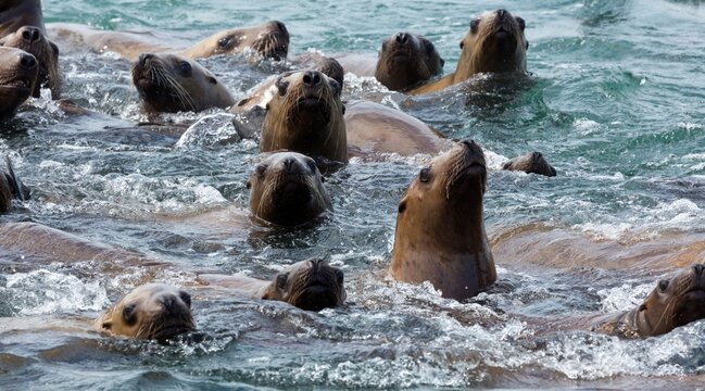 Steller sea lions (Eumetopias jubatus) swimming in an ocean, Marble Island, Glacier Bay National Park, Alaska, USA