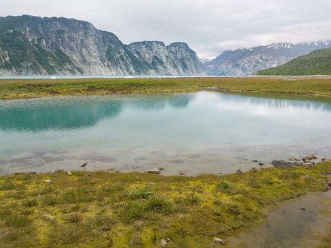 Lesser Yellowlegs (Tringa flavipes) on pond, McBride Glacier, Glacier Bay National Park, Alaska, USA