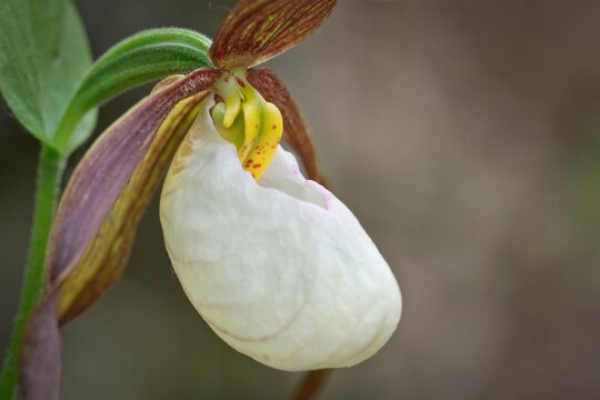 Close-up of a Fairy Slipper orchid (Calypso bulbosa), Gloomy Knob, Glacier Bay National Park, Alaska, USA