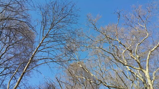 Blue sky above autumn trees with fallen leaves, creating a peaceful seasonal scene that highlights fall colors, nature, and the calm atmosphere of outdoors.