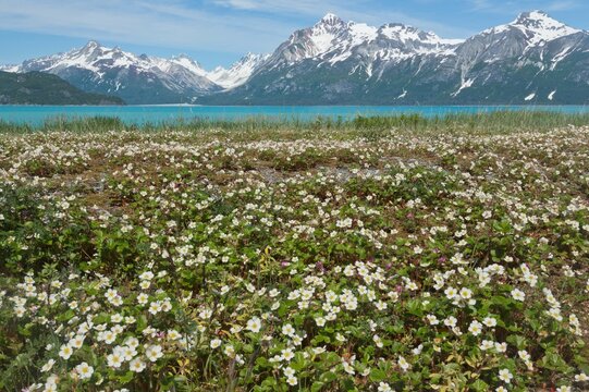 Wild Strawberry flowers in a field, Gilbert Bay, Glacier Bay National Park, Alaska, USA