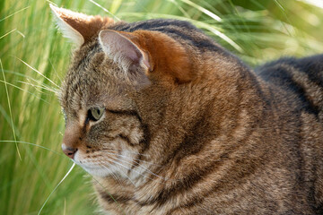 portrait de chat