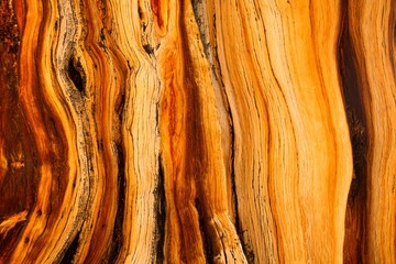 Close-up of a details of a pine tree, Ancient Bristlecone Pine Forest, White Mountains Wilderness, Inyo National Forest, California, USA