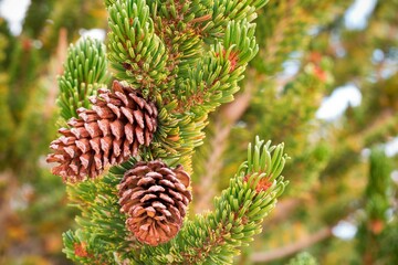 Bristlecone Pinecones on a tree, Ancient Bristlecone Pine Forest, White Mountains Wilderness, Inyo National Forest, California, USA