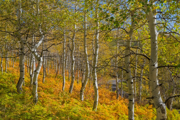 Aspen trees along the Alpine Loop Road, Utah, Wasatch Cache National Forest