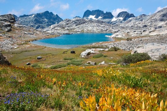 Gentian and false hellebore flowers in a field at the lakeside, Nydiver Lakes, Ansel Adams Wilderness, Inyo National Forest, California, USA