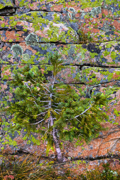 Tree growing from a lichen covered rock, Utah, Wasatch Cache National Forest, Uinta Mountains