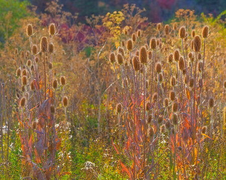 Teasel - Utah, Wasatch Mountains, Blacksmith Fork River