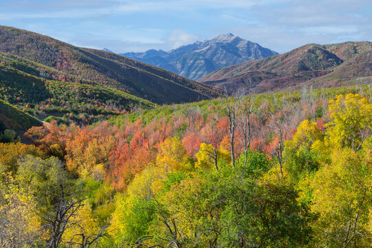 Cascade Springs area, Mt. Baldy, Utah, Wasatch Cache National Forest