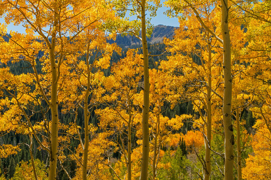 Fall aspen trees - Utah, Wasatch Cache National Forest