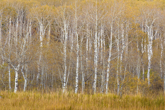 Aspen trees along the Alpine Loop Road - Utah, Wasatch Cache National Forest