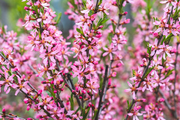 Spring border or background art with pink blooming. Beautiful nature scene with a flowering tree and solar flares. Easter spring, Spring flowers. Beautiful Abstract blurred background