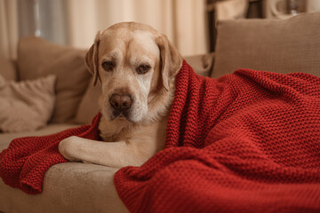 adorable fawn Labrador on the couch under a red blanket