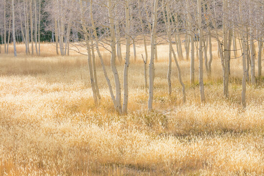 Grassy meadow and Aspen trees in fall - Nevada, Great Basin National Park