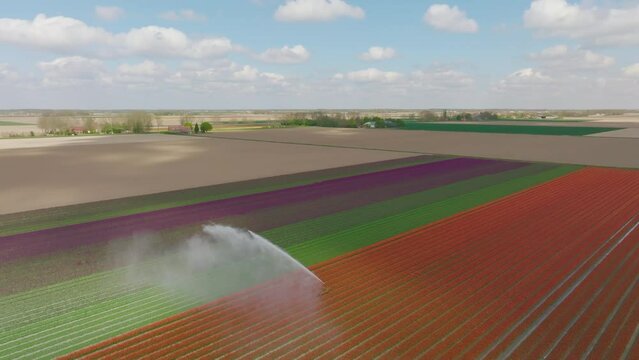 Irrigation pivot gun machine spraying water on a colorful tulip field during a dry and sunny spring day.