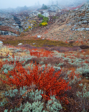 Fall foliage in meadow - Nevada, Humbolt National Forest, Angel Lake