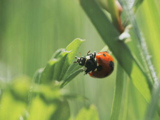 Macro photo of a ladybug on green grass