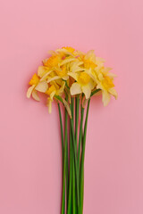 Yellow daffodil flowers on a pink background. Vertical postcard. Selective focus. Space for text.