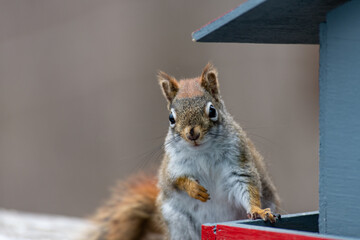 A Happy Red Squirrel alone at the Feeder