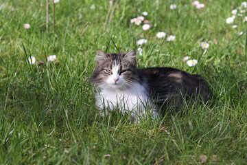 A gray-and-white striped cat walks on the grass outside