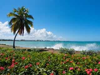 Palm tree on the beach with San Juan skyline in background, Isla verde, Carolina, Puerto Rico
