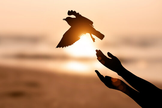 Silhouette hand of woman praying and free bird enjoying nature on sunrise at the sea and orange background..
