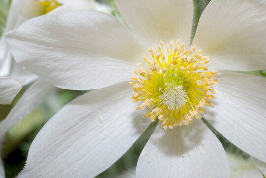 Close-up of an Anemone flower (Anemone nemorosa)