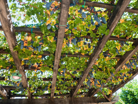 USA, California, Napa Valley, Red Grapes Hanging from Wooden Trellis
