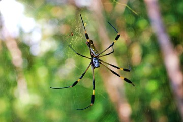Spinne mit Spinnweben in der Natur 