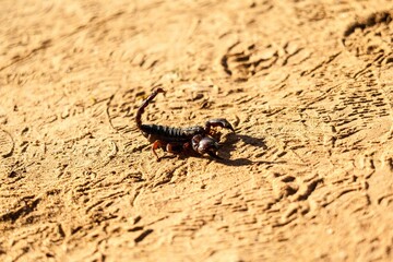 Close-up of an aggressive scorpion on sand