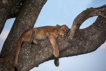 Lion cub (Panthera leo) sleeping on a tree, Serengeti National Park, Tanzania