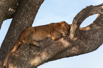 Lion cub (Panthera leo) sleeping on a tree, Serengeti National Park, Tanzania
