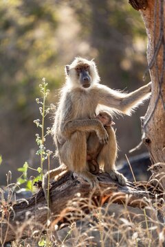 Female Vervet Monkey (Chlorocebus pygerythrus) with its young sitting on tree branch