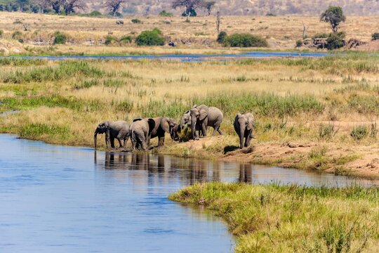 Herd of African elephants (Loxodonta africana) ay the waterhole, Ruaha National Park, Tanzania