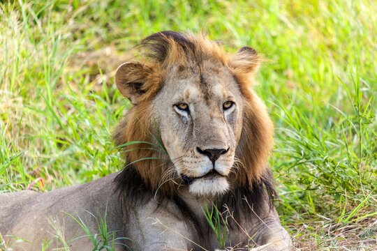 Close-up of a male lion (Panthera leo), Serengeti National Park, Tanzania