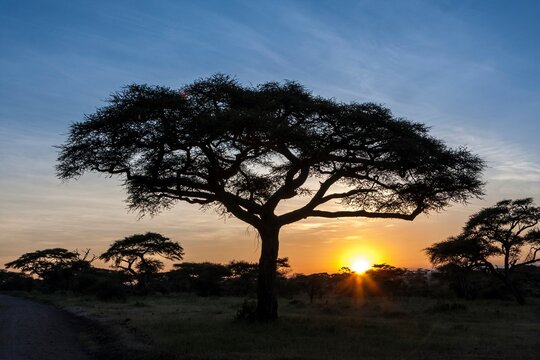 Acacia trees in a forest at sunset