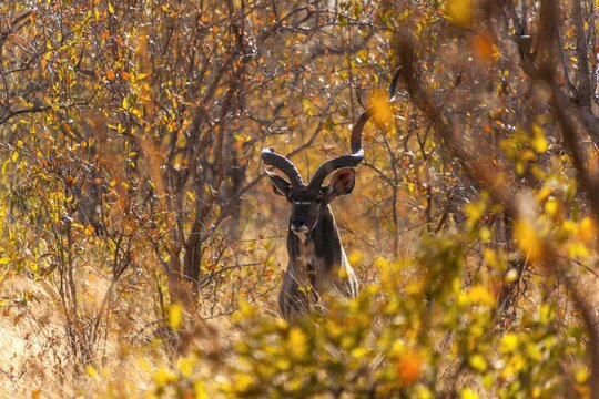 Greater kudu (Tragelaphus strepsiceros) in a forest