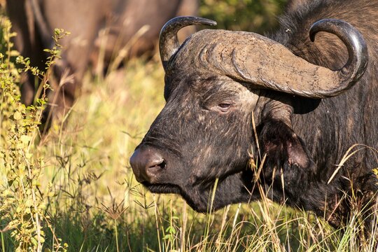 Close-up of a Cape buffalo (Syncerus caffer)