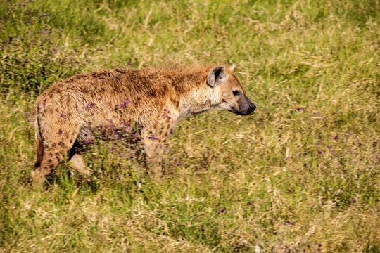 Spotted hyena (Crocuta crocuta) walking in a forest, Serengeti National Park, Tanzania