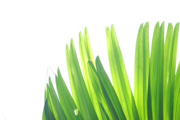 In selective focus Tropical plant with leaves on white isolated background for green foliage backdrop
