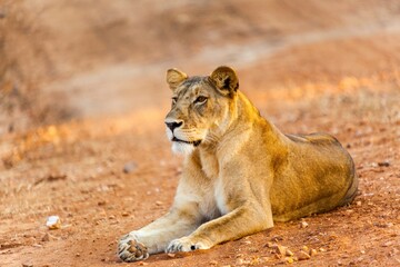African lioness (Panthera leo) on hunt, Tanzania