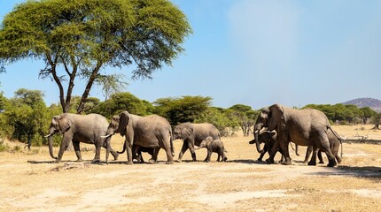 Herd of African elephants (Loxodonta africana) lead by the matriarch in a field, Serengeti National Park, Tanzania