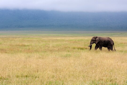 African elephant (Loxodonta africana) walking in a wilderness area, Serengeti National Park, Tanzania